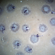 An ecru seabed is peppered with several grey-brown circles—ice fish nests—some occupied by resident fish.